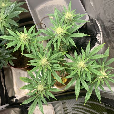 Mota Hari XX growlog photo: Nuggin 