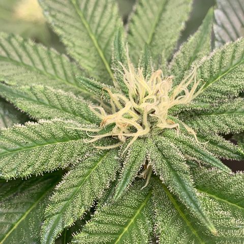 Mota Hari XX growlog photo: Nuggin 