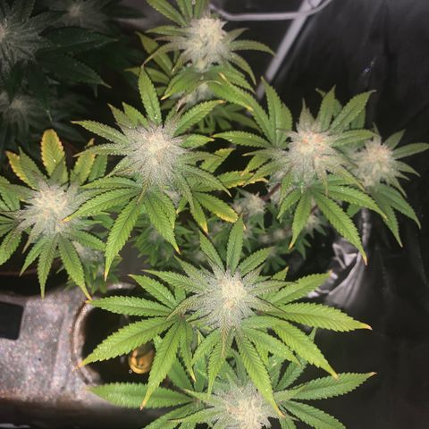 Mota Hari XX growlog photo: Week 6 feed