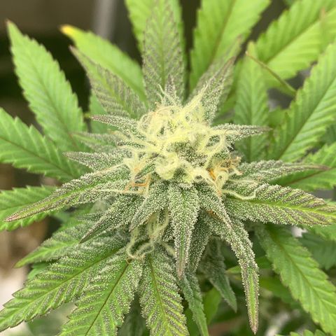 Mota Hari XX growlog photo: Week 6 feed.. frost!