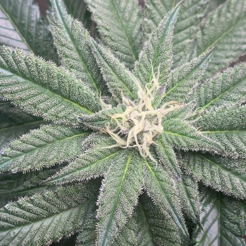 Mota Hari XX growlog photo: Week 6 feed