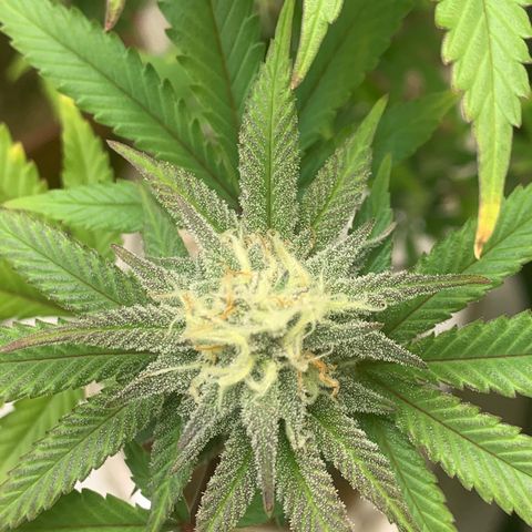 Mota Hari XX growlog photo: Week 6 feed.. frost!