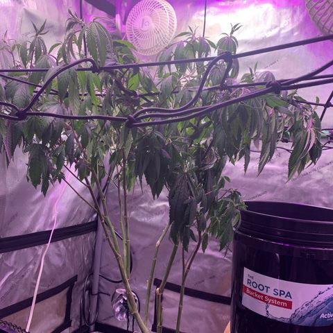 Zkittle Gpa growlog photo: Need water