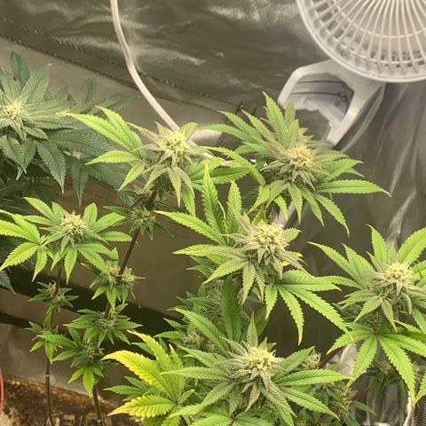 Mota Hari XX growlog photo: Week 6 feed
