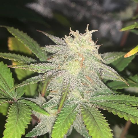 Mota Hari XX growlog photo: Week 6 feed