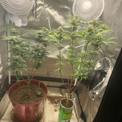Mota Hari XX growlog photo: Week 6 feed