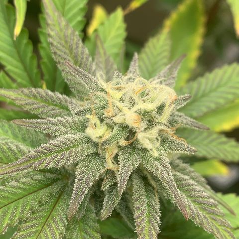 Mota Hari XX growlog photo: Week 6 feed.. frost!