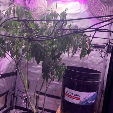 Zkittle Gpa growlog photo: Need water