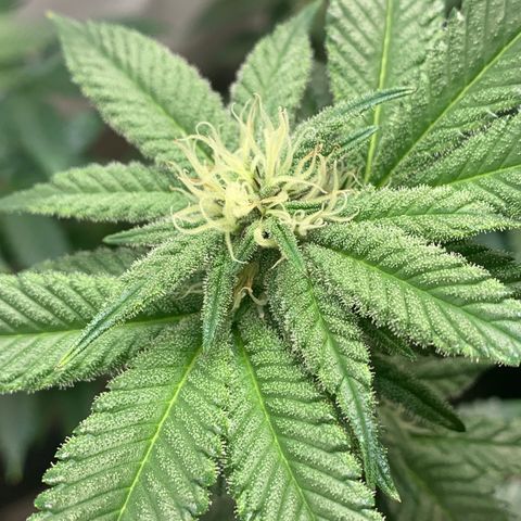 Mota Hari XX growlog photo: Nuggin 
