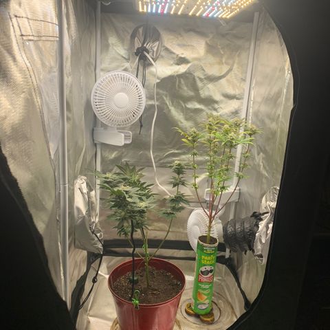 Mota Hari XX growlog photo: Cleaned everything 