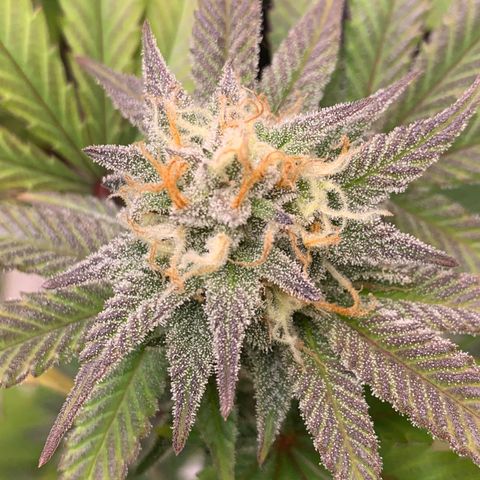 Mota Hari XX growlog photo: Pre clean