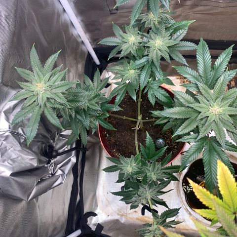 Mota Hari XX growlog photo: Pre clean
