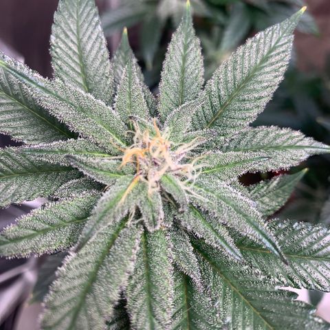 Mota Hari XX growlog photo: Pre clean