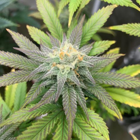Mota Hari XX growlog timeline photo