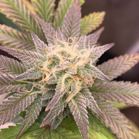 Mota Hari XX growlog photo: Pre clean