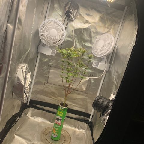 Mota Hari XX growlog photo: Cleaned everything 