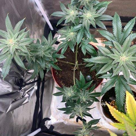Mota Hari XX growlog photo: Pre clean