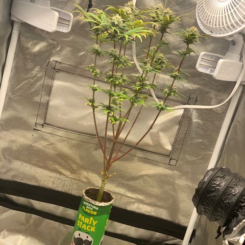 Mota Hari XX growlog photo: Cleaned everything 