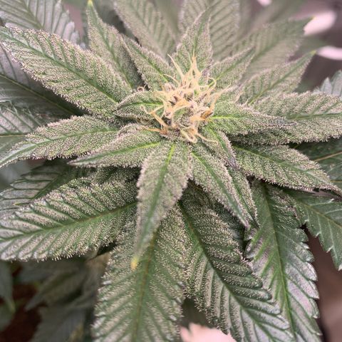 Mota Hari XX growlog photo: Pre clean