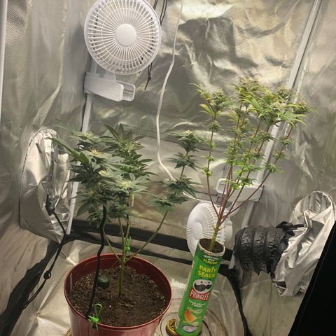 Mota Hari XX growlog photo: Cleaned everything 