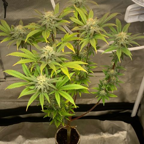 Mota Hari XX growlog photo: Cleaned everything 
