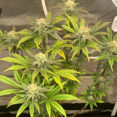 Mota Hari XX growlog photo: Cleaned everything 