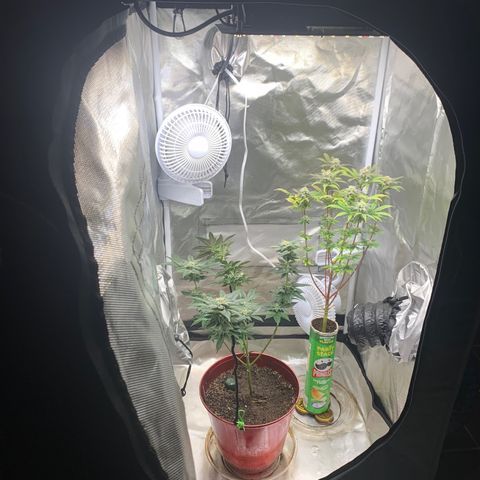 Mota Hari XX growlog photo: Cleaned everything 