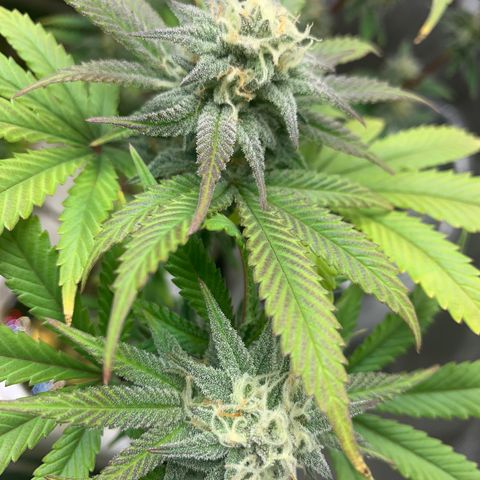Mota Hari XX growlog timeline photo