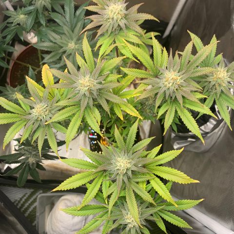 Mota Hari XX growlog photo: Pre clean