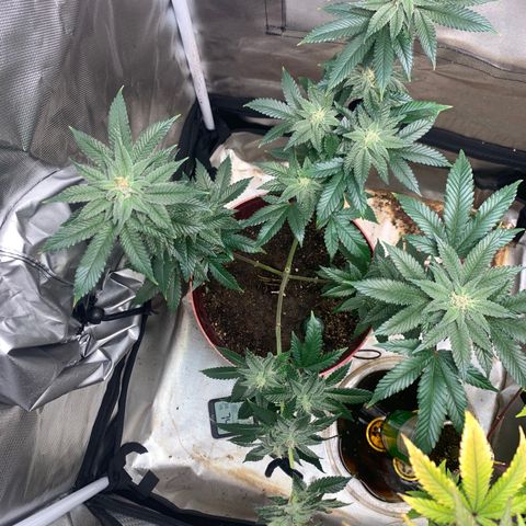 Mota Hari XX growlog photo: Pre clean