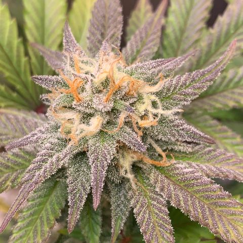 Mota Hari XX growlog photo: Pre clean