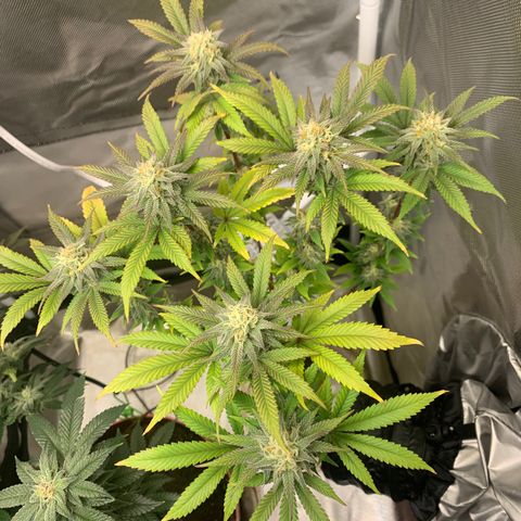 Mota Hari XX growlog photo: Cleaned everything 