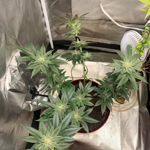 Mota Hari XX growlog photo: Cleaned everything 