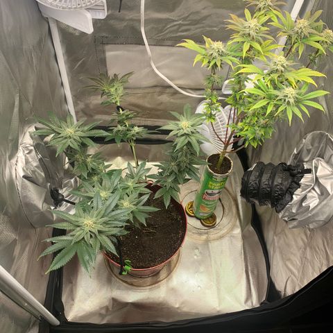 Mota Hari XX growlog photo: Cleaned everything 