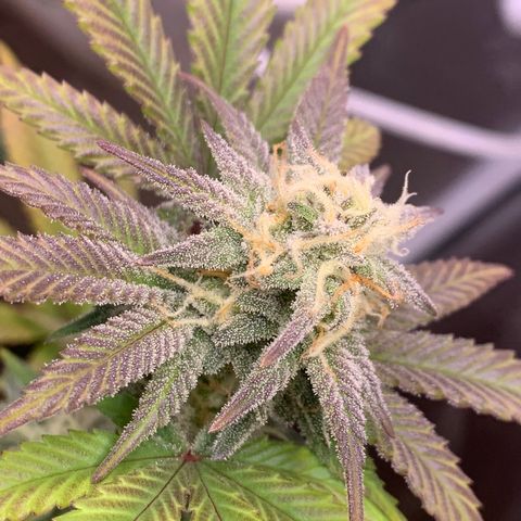 Mota Hari XX growlog photo: Pre clean