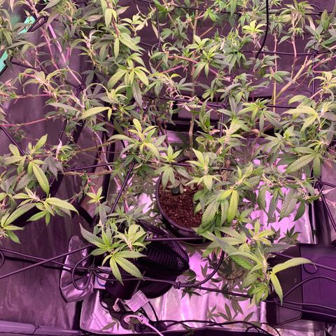 Zkittle Gpa growlog photo: Hard Defol, prepping to flip
