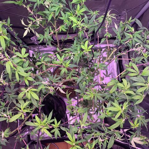Zkittle Gpa growlog photo: Hard Defol, prepping to flip