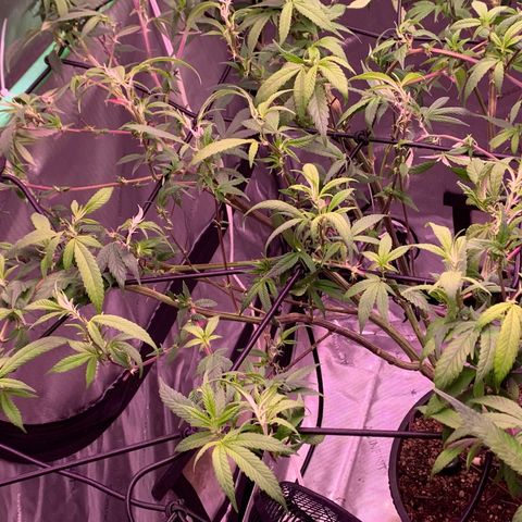 Zkittle Gpa growlog photo: Hard Defol, prepping to flip