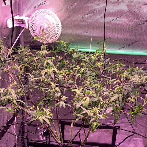 Zkittle Gpa growlog photo: Hard Defol, prepping to flip