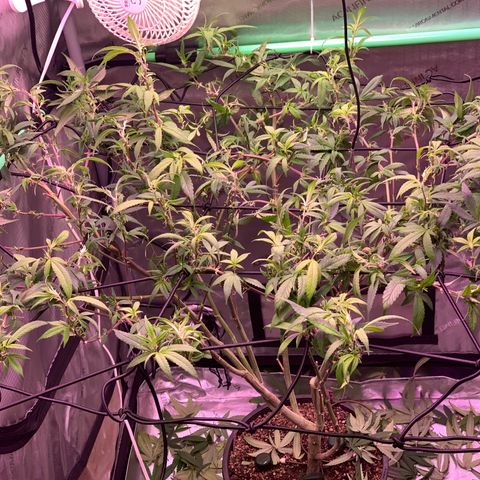 Zkittle Gpa growlog photo: Hard Defol , flip prep
