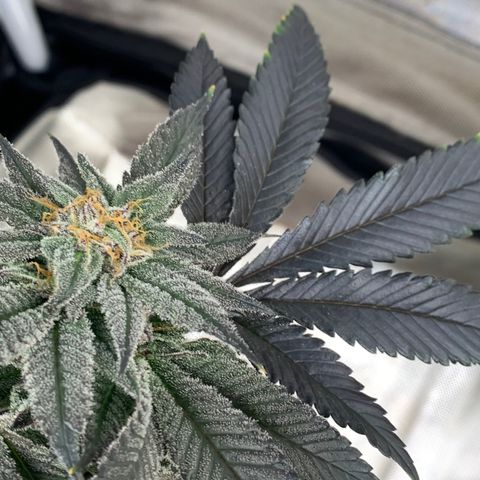 Mota Hari XX growlog photo: Wk 8, turned lights to 100%