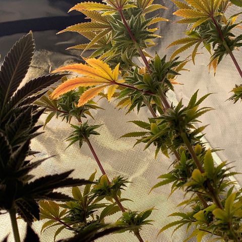 Mota Hari XX growlog photo: Wk 8, turned lights to 100%