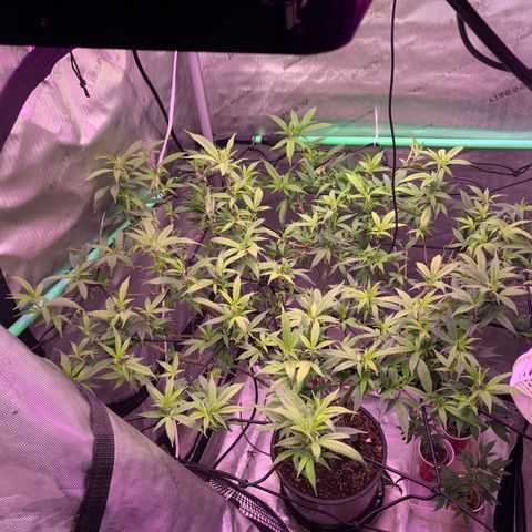 Zkittle Gpa growlog photo: Popped back up