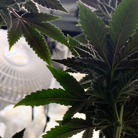 Mota Hari XX growlog photo: Wk 8, turned lights to 100%