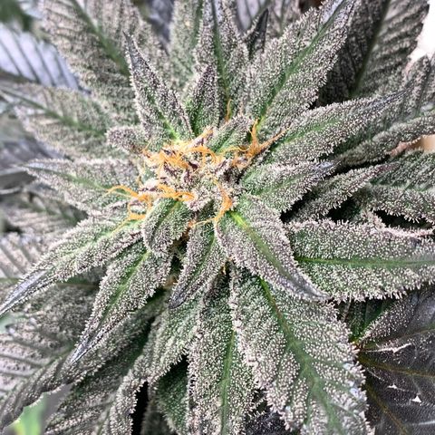 Mota Hari XX growlog photo: Wk8 budding, turned up lights 100%