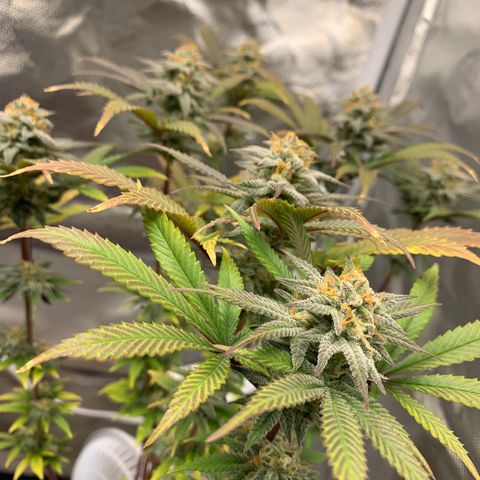 Mota Hari XX growlog photo: Hangry