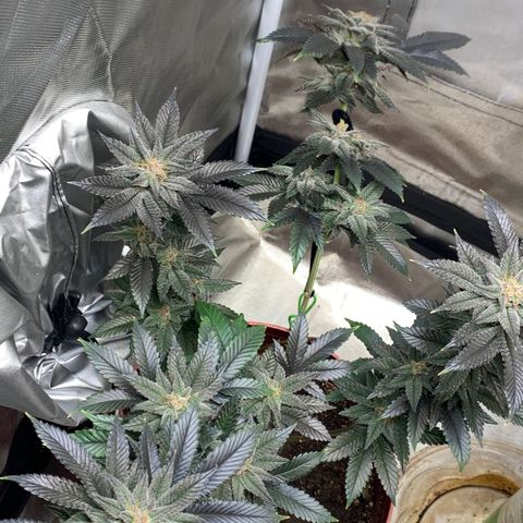 Mota Hari XX growlog photo: Wk 8, turned lights to 100%