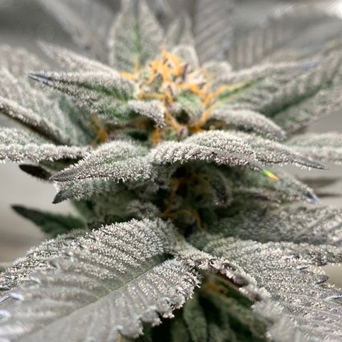 Mota Hari XX growlog photo: Wk8 budding, turned up lights 100%