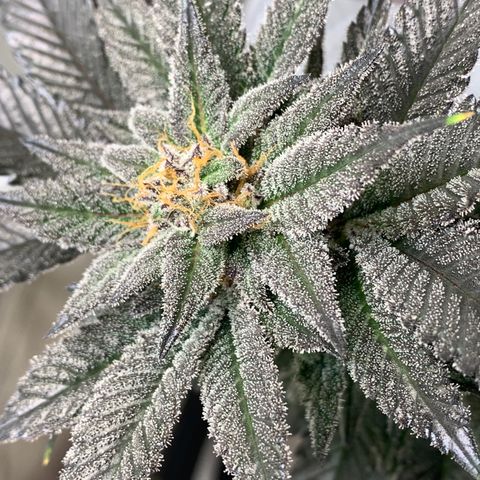 Mota Hari XX growlog photo: Wk8 budding, turned up lights 100%