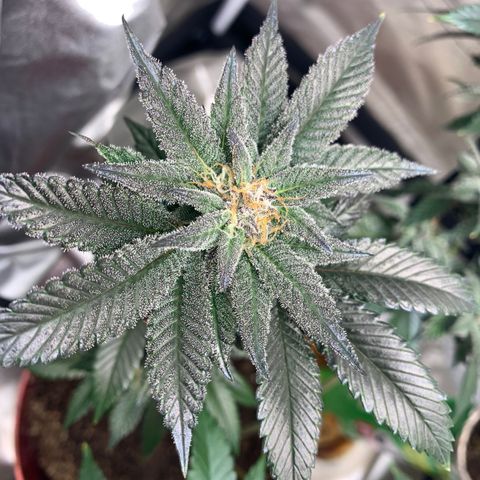Mota Hari XX growlog photo: Hangry